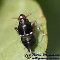 Pissonotus piceus