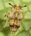 Pissonotus quadripustulatus - Pissonotus quadripustulatus