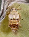 Pissonotus quadripustulatus - photo 2