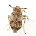 Pissonotus quadripustulatus - photo 3