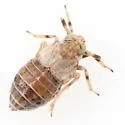 Pissonotus quadripustulatus - photo 4