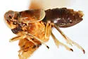 Pissonotus radiolus