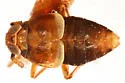 Pissonotus radiolus - photo 2