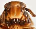 Pissonotus radiolus - photo 3
