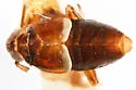 Pissonotus radiolus - photo 4