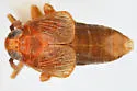 Pissonotus rubrilatus - photo 2