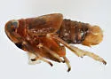 Pissonotus rubrilatus - photo 4