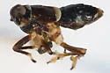 Pissonotus spatulatus