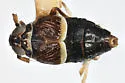 Pissonotus spatulatus - photo 2