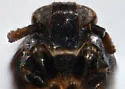 Pissonotus spatulatus - photo 3