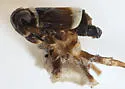 Pissonotus spatulatus - photo 4