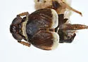 Pissonotus spatulatus - photo 5