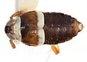 Pissonotus spooneri - photo 2