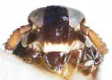Pissonotus spooneri - photo 3
