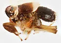Pissonotus spooneri - photo 4