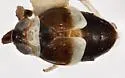 Pissonotus spooneri - photo 5