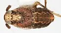 Pissonotus tessellatus - photo 2