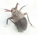 Pissonotus tumidus