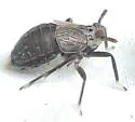Pissonotus tumidus - photo 2