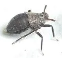 Pissonotus tumidus - photo 3