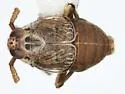 Pissonotus tumidus - photo 4