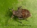 Pissonotus tumidus - photo 5