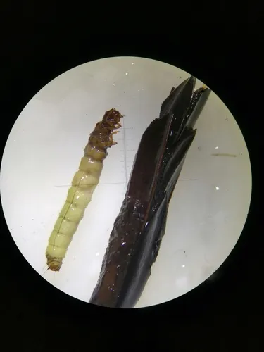 Triangle Caddisflies - Pisuliidae