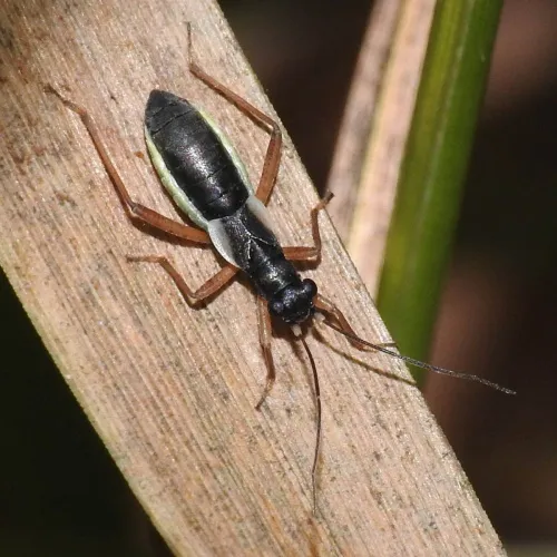Pithanus maerkelii - Pithanus maerkelii