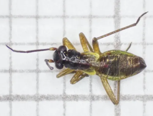 Pithanus maerkelii - photo 2