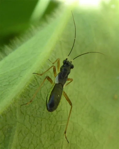 Pithanus maerkelii - photo 3