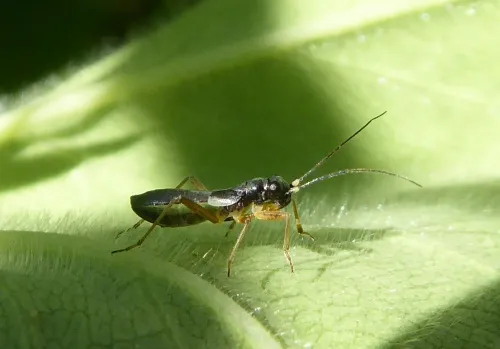 Pithanus maerkelii - photo 4