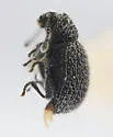 Pitnus huesanus - photo 2