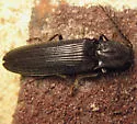 Bipectinate Click Beetle - photo 2