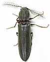 Bipectinate Click Beetle - photo 3