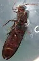 Bipectinate Click Beetle - photo 4