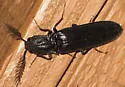 Bipectinate Click Beetle - photo 5
