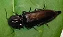 Pityobius murrayi