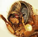 Pityoborus comatus - photo 3