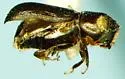 Pityoborus comatus - photo 4