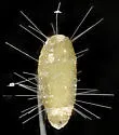 Pityococcus rugulosus