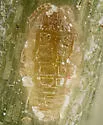 Pityococcus rugulosus - photo 2