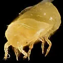 Pityococcus rugulosus - photo 3