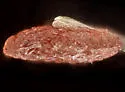 Pityococcus rugulosus - photo 4