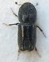 Pityogenes carinulatus - photo 3