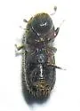Pityogenes carinulatus - photo 4