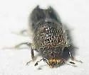 Pityogenes carinulatus - photo 5