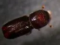 Pityogenes fossifrons