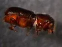 Pityogenes fossifrons - photo 2