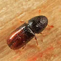 Chestnut-brown Bark Beetle