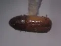 Chestnut-brown Bark Beetle - photo 2